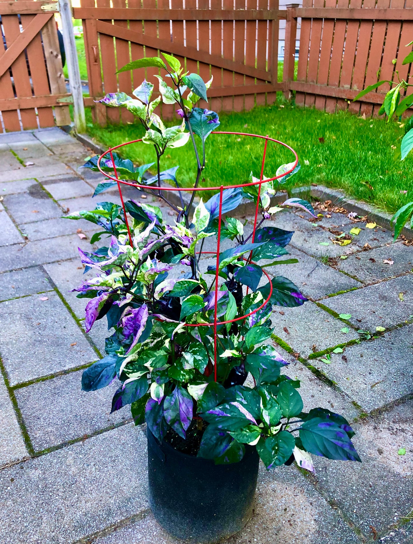 Poblano Noir (panaché)