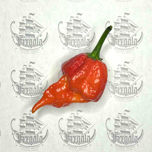 Trinidad Scorpion Moruga