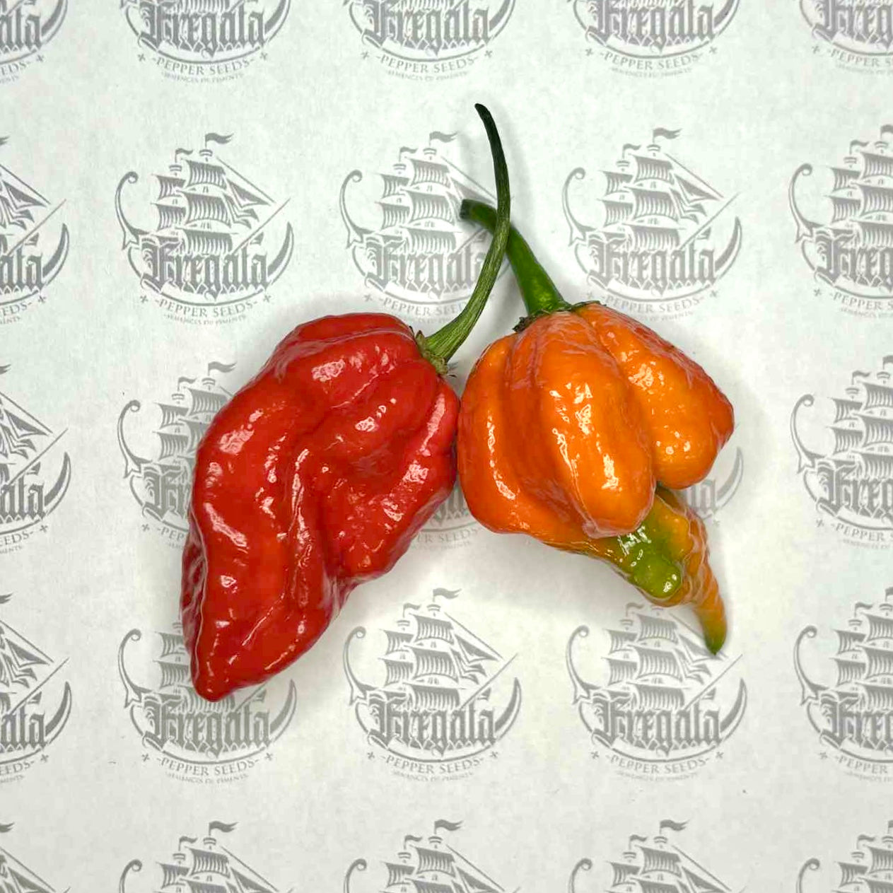 Trinidad Scorpion Moruga