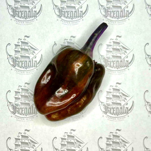 Poblano Noir (panaché)