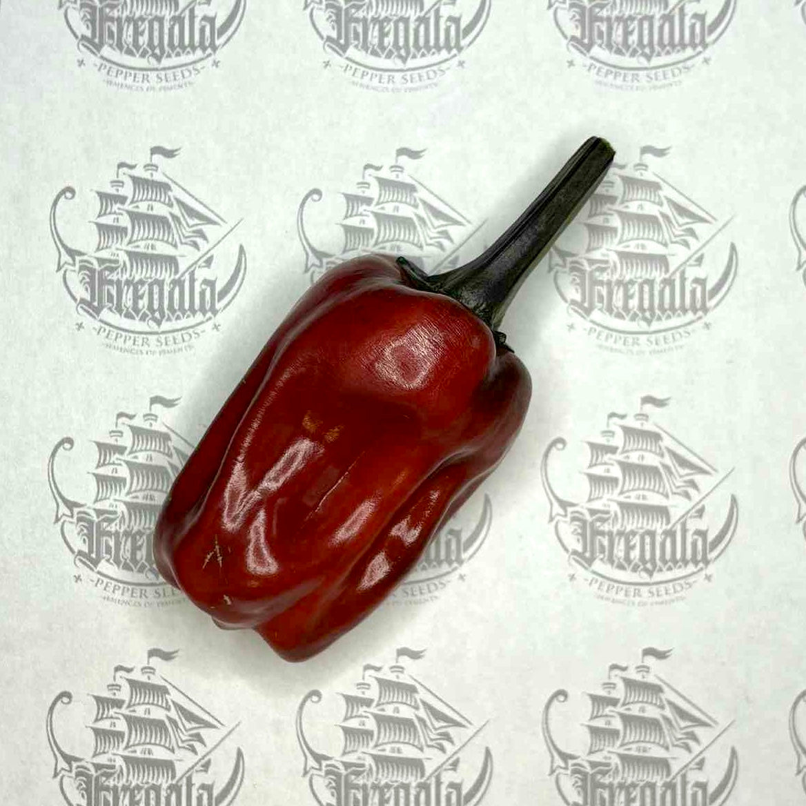 Poblano Noir (panaché)