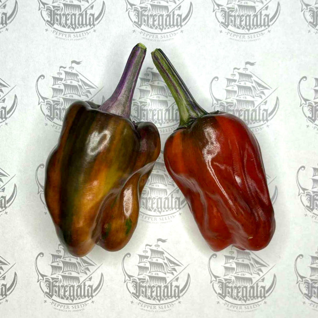 Poblano Noir (panaché)