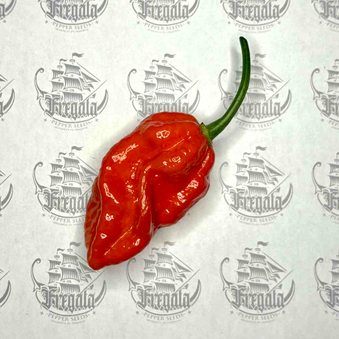 Trinidad Scorpion Moruga