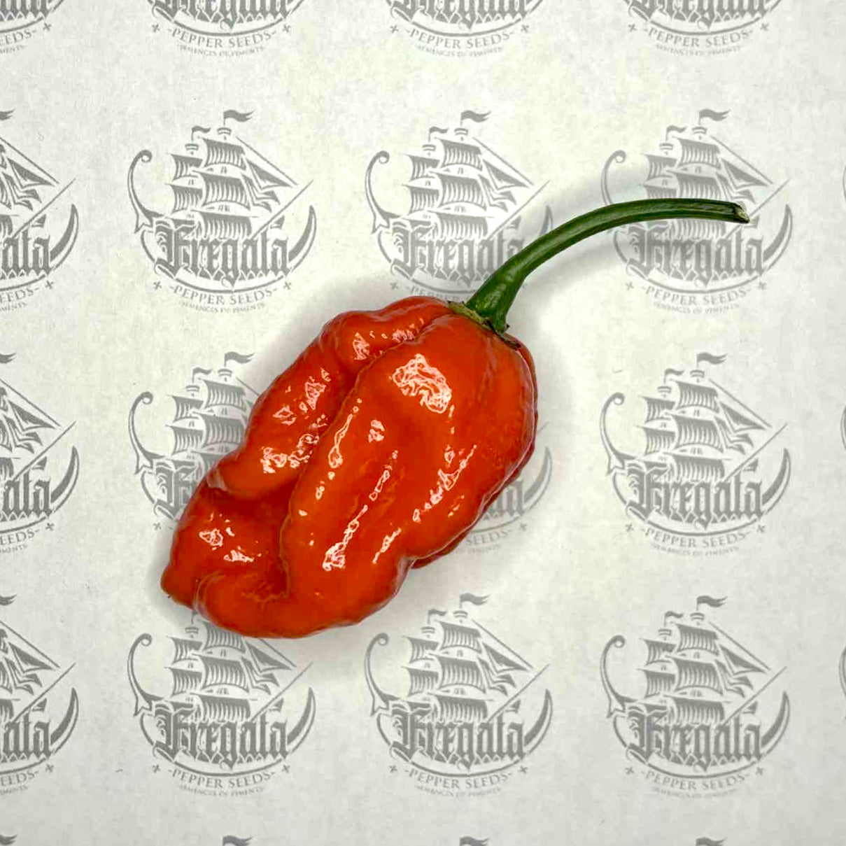 Trinidad Scorpion Moruga